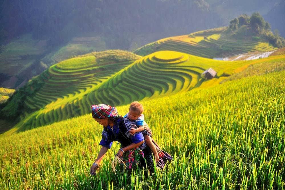 Mù Cang Chải